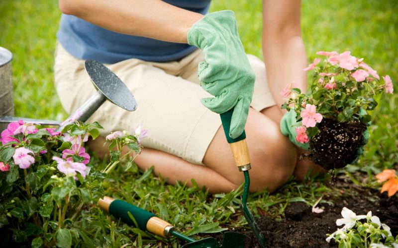 Gardener planting flowers in soil.