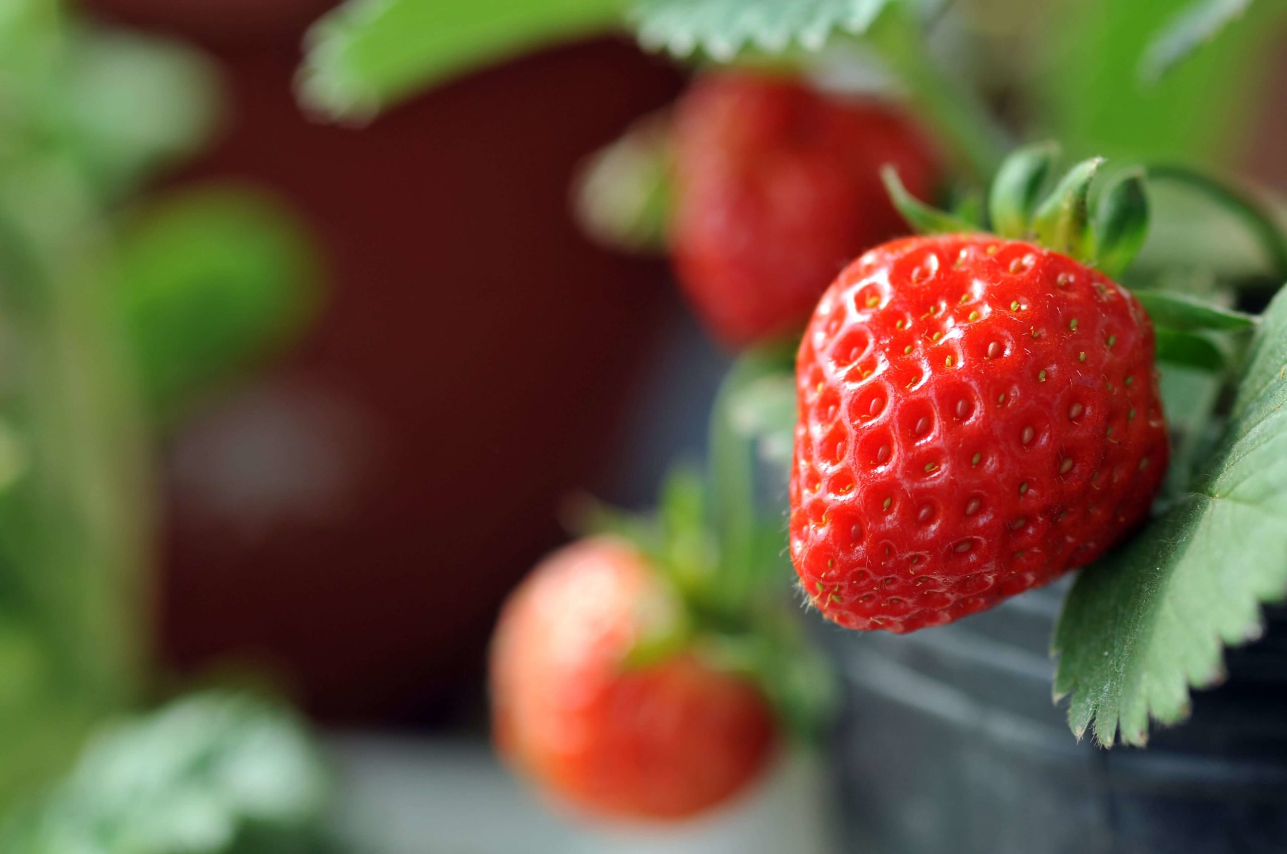 Fresh grown strawberries.