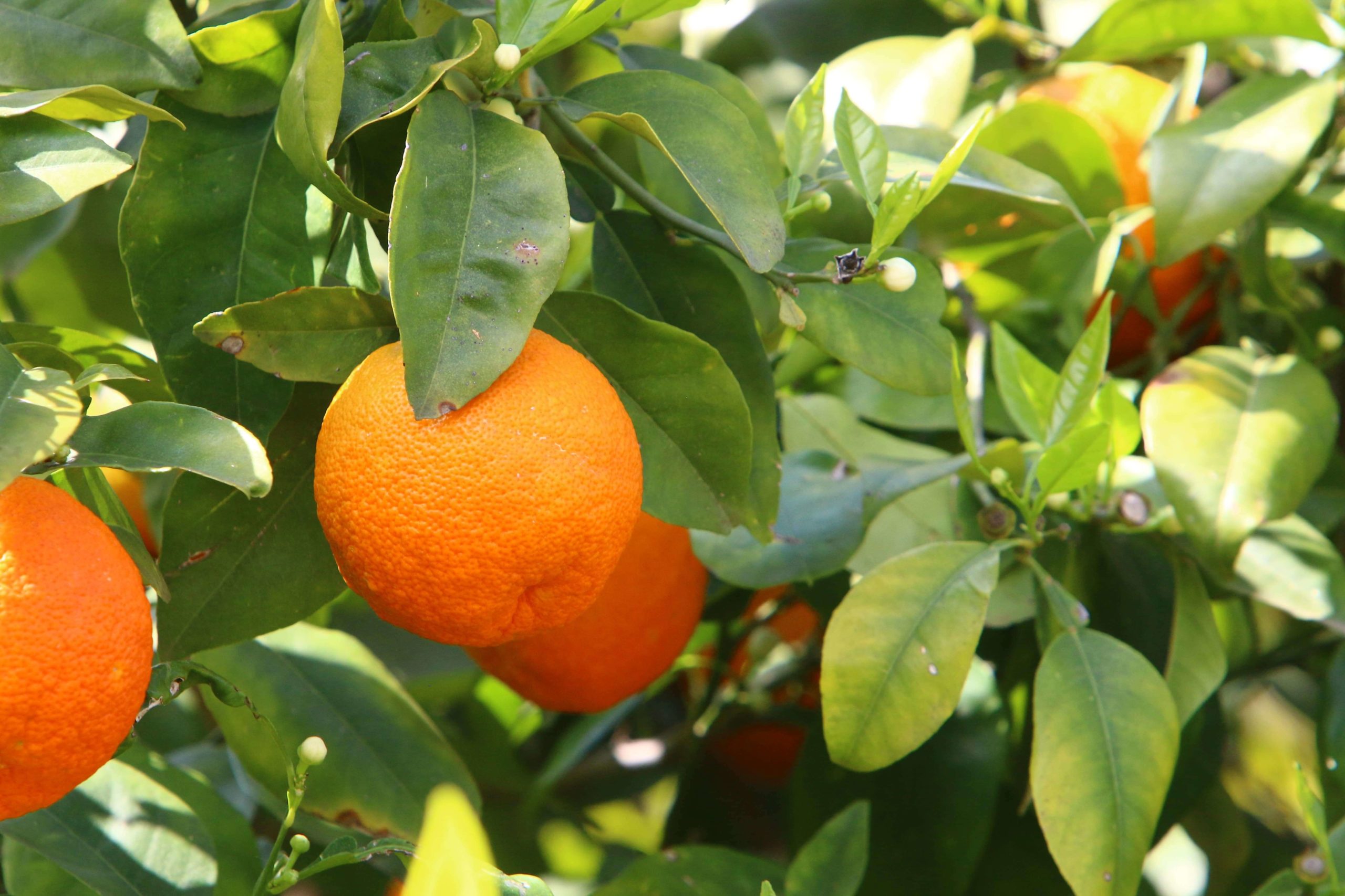 Fresh grown oranges.