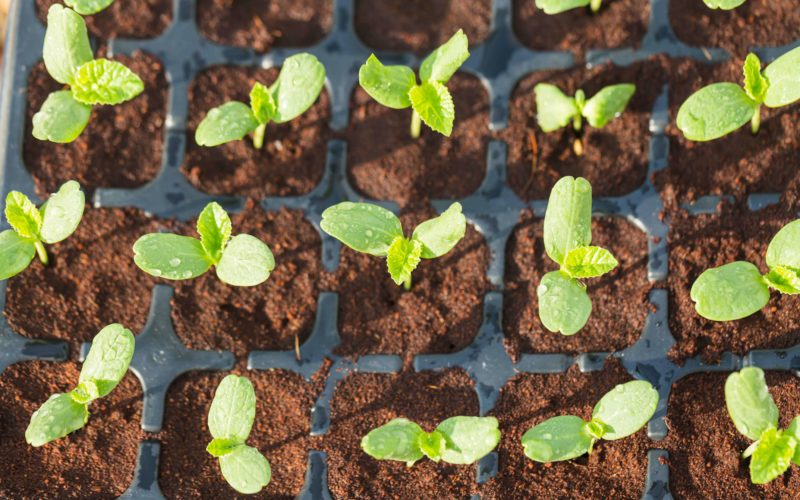 Fruit seedlings in a garden.