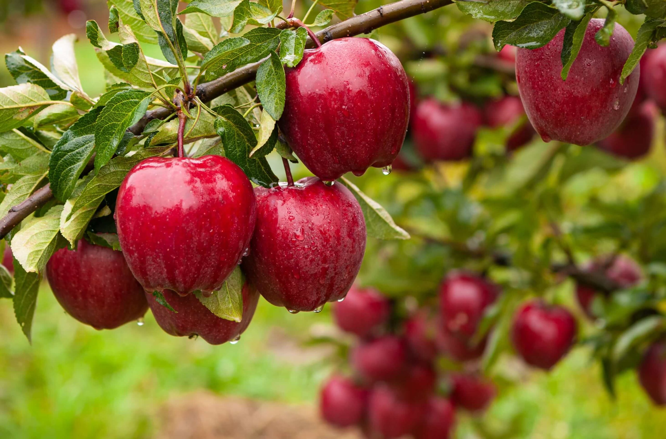 Fresh grown apples.