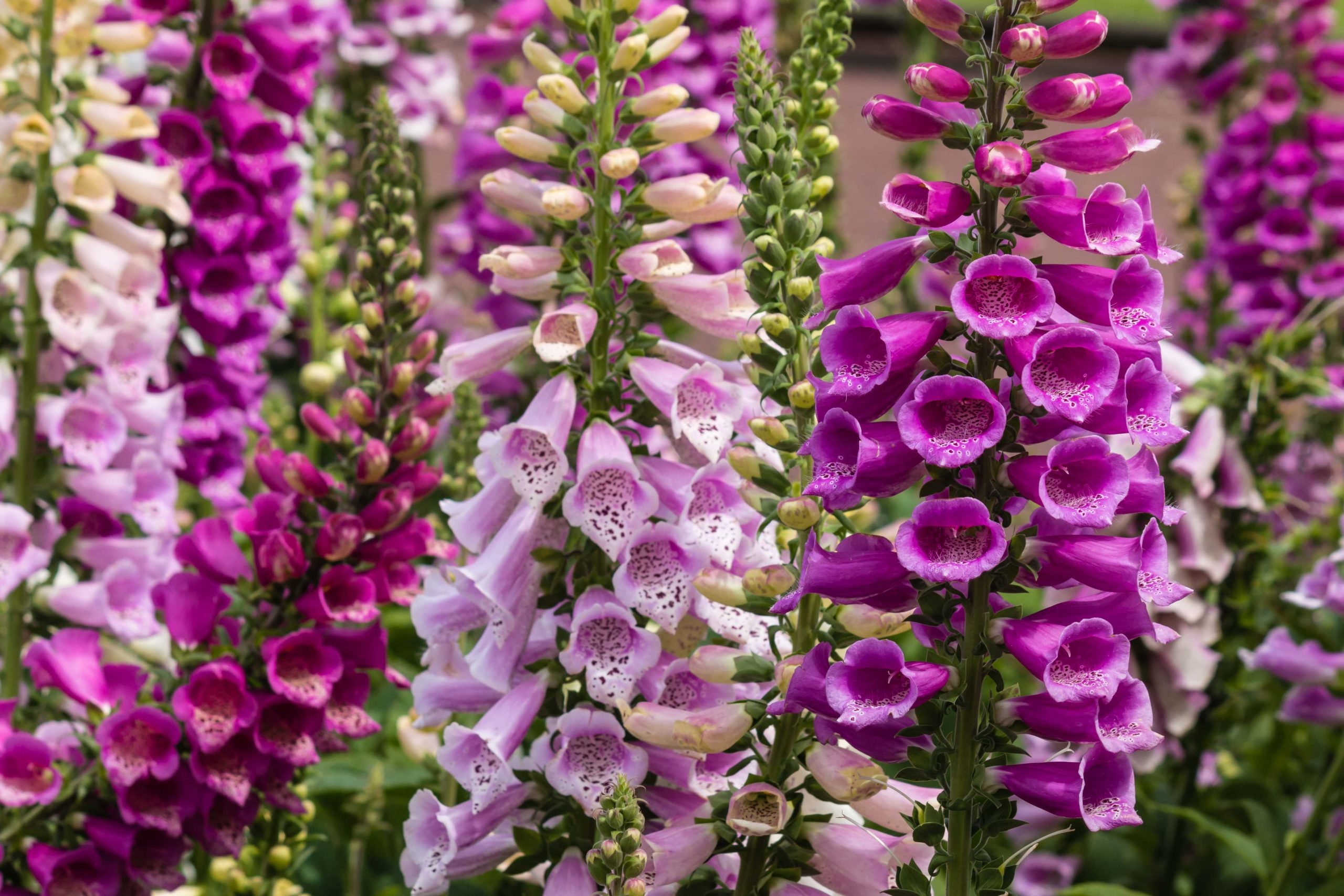 Purple and pink foxgloves