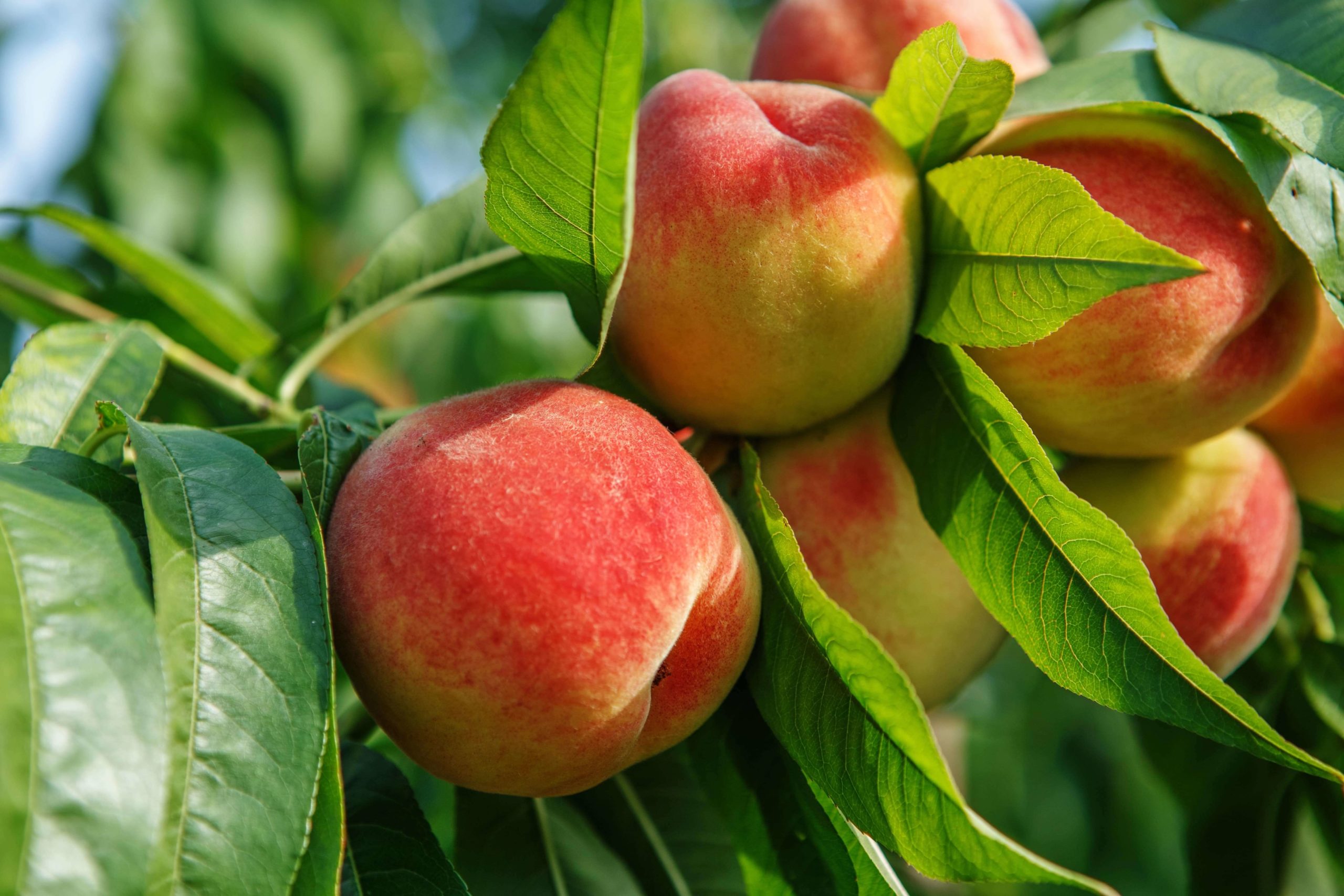 Fresh grown peaches.