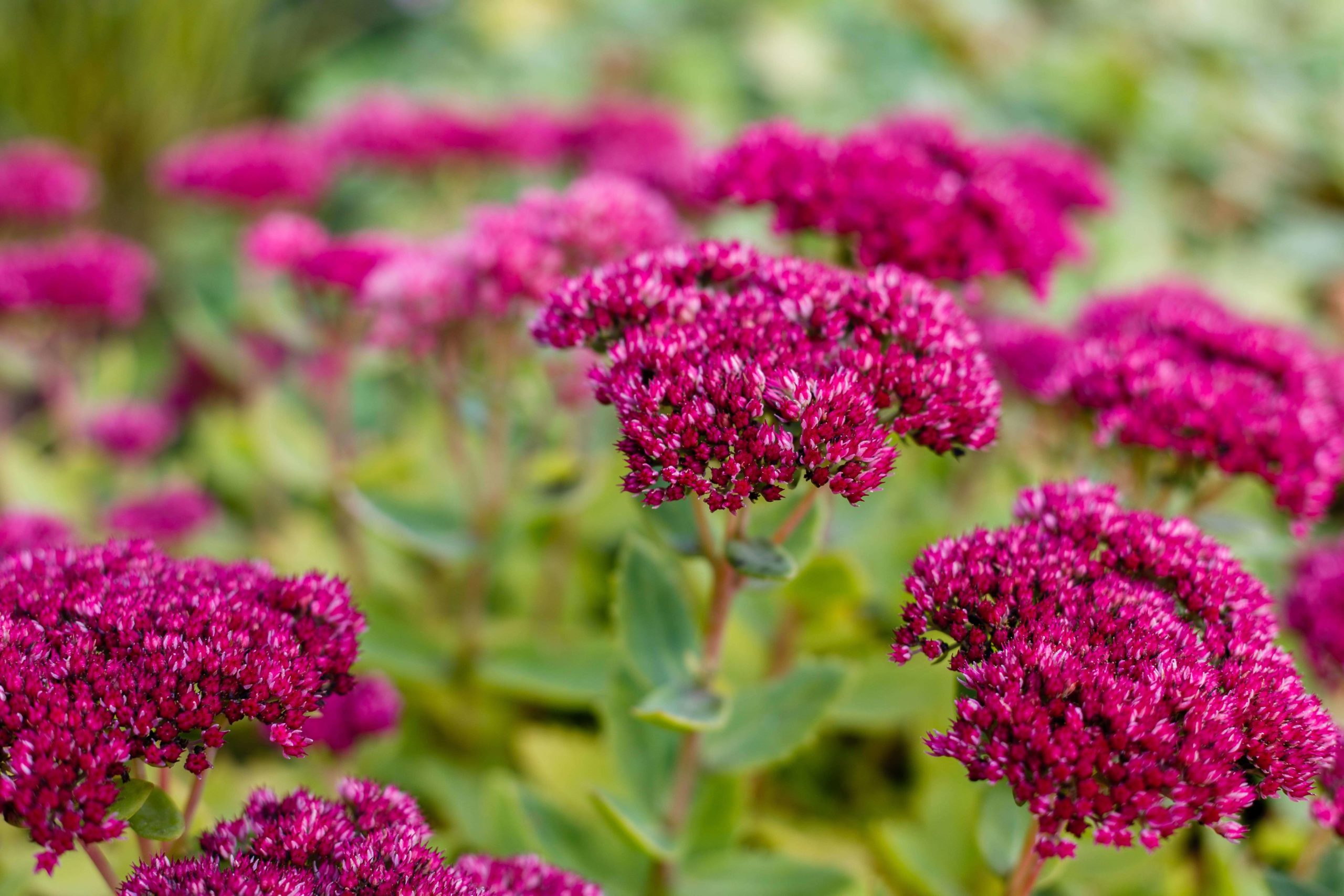 Deep pink sedums