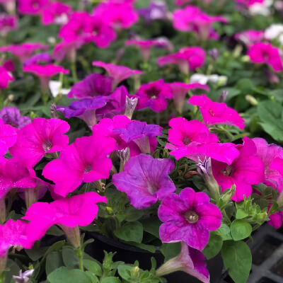 pink and purple annuals