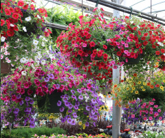 flowering hanging baskets