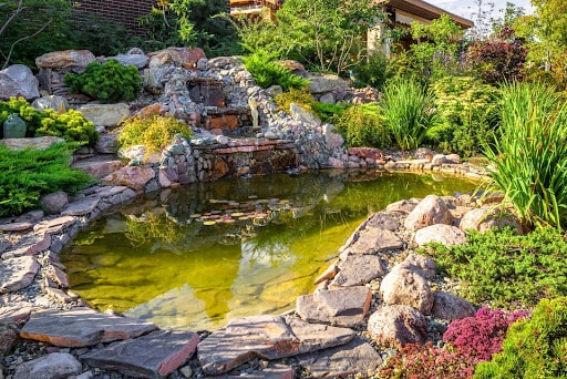 Backyard water garden