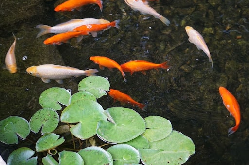 Variety of fish in a backyard pond