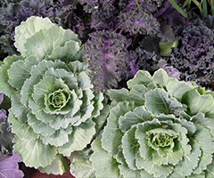 cabbage and kale