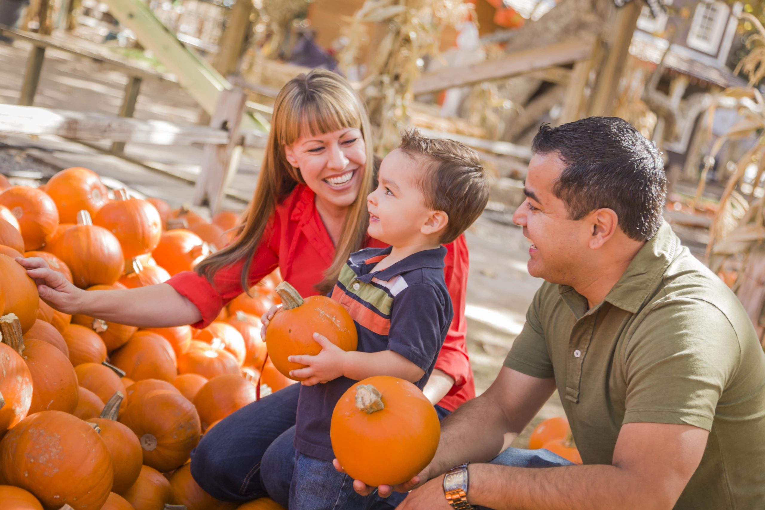 Family picking pumpkins together