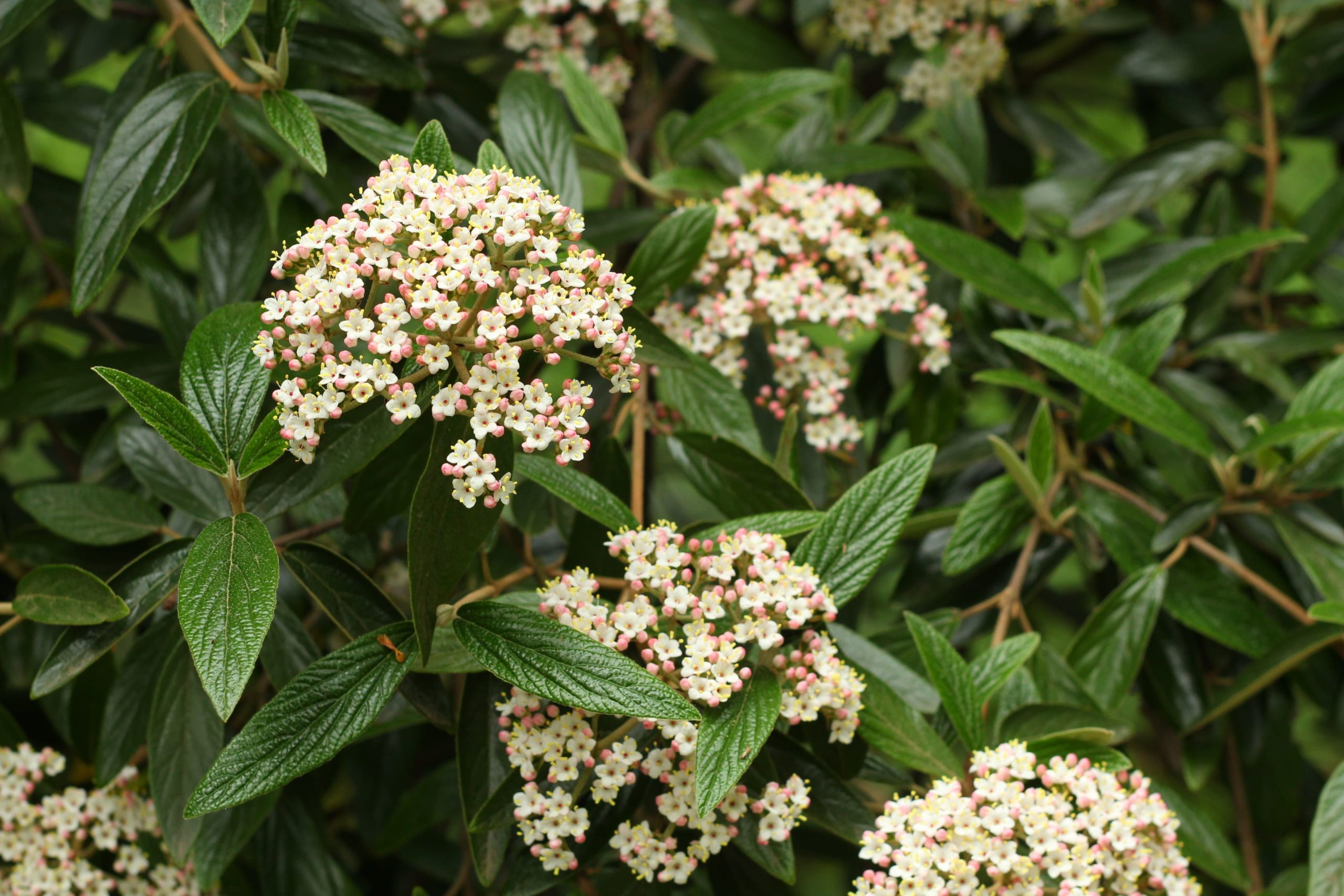 White-colored Virburnum growing in a garden. 
