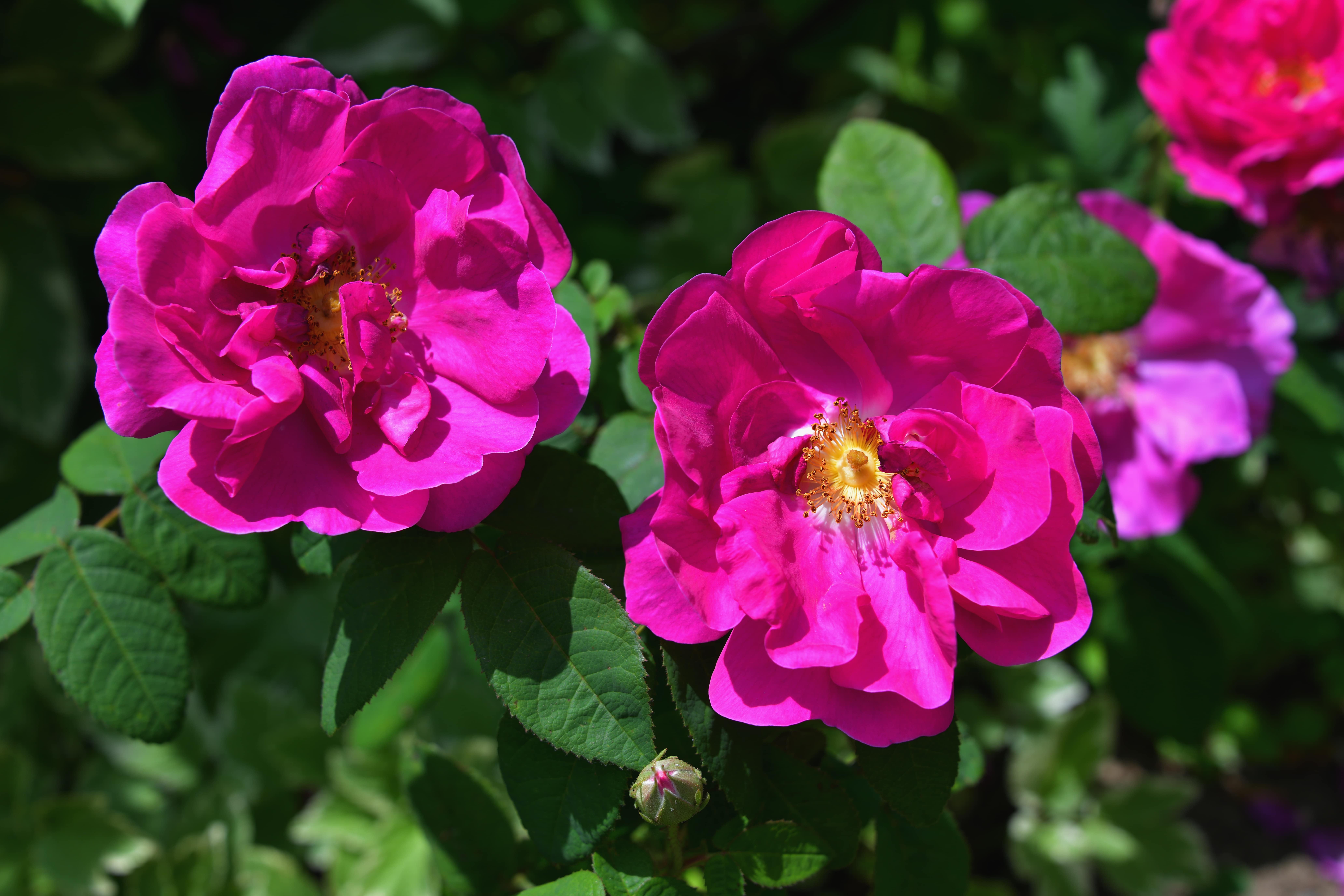Shrub rose in bloom in a garden.