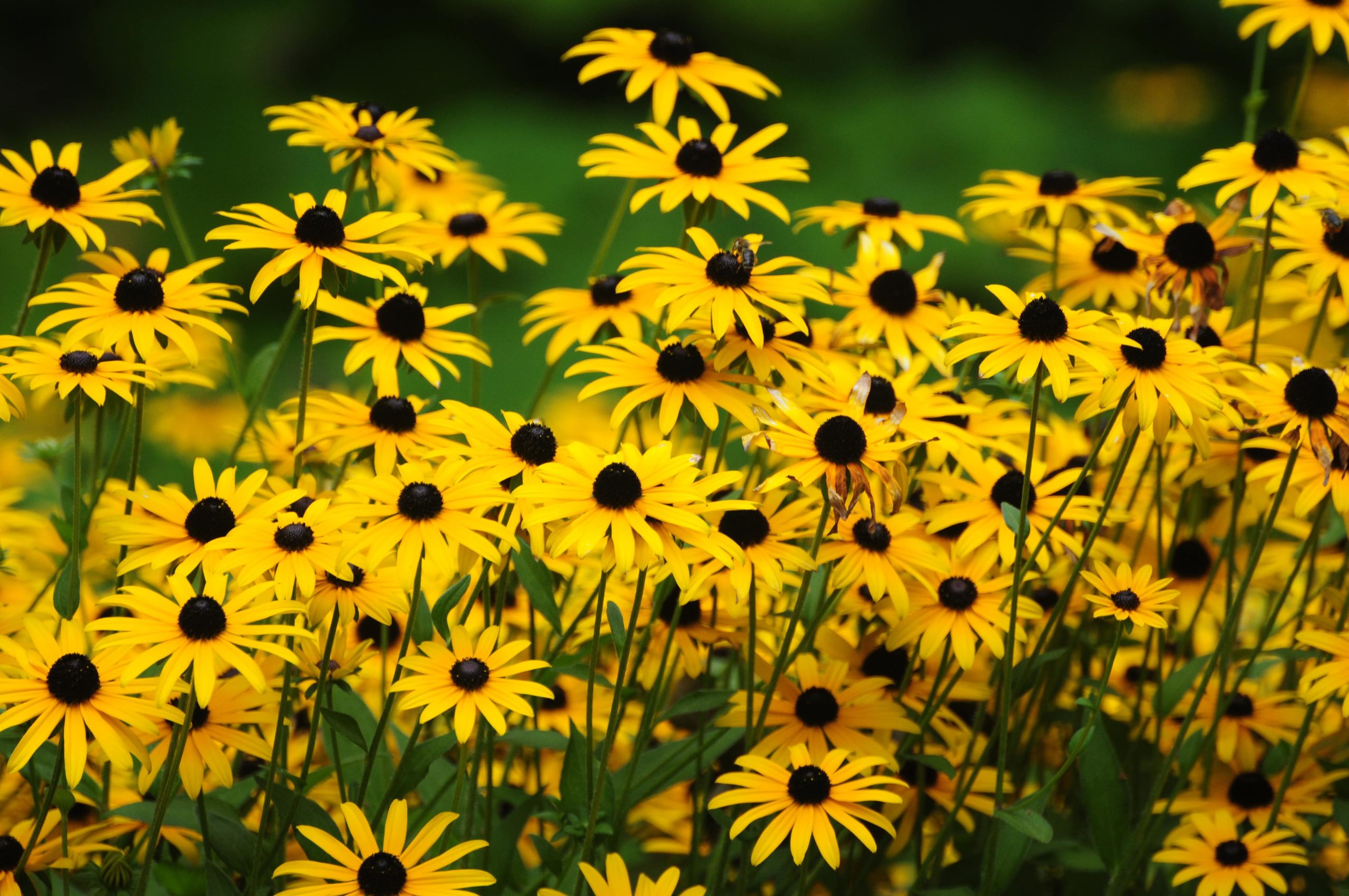 Balck-eyed Susans in a field with bumble bees on it. 