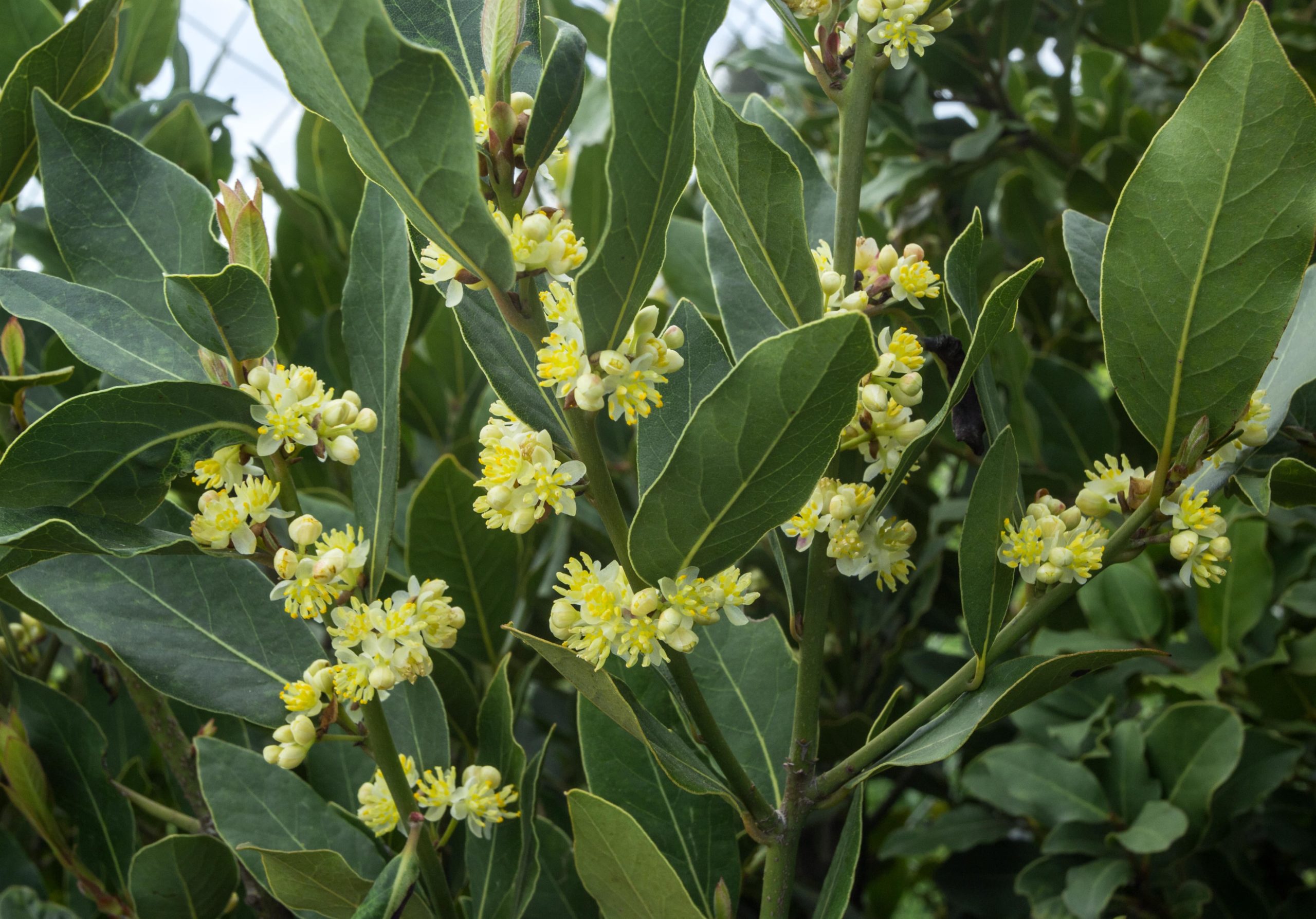 Yellow-colored Laurel blooming in a garden.