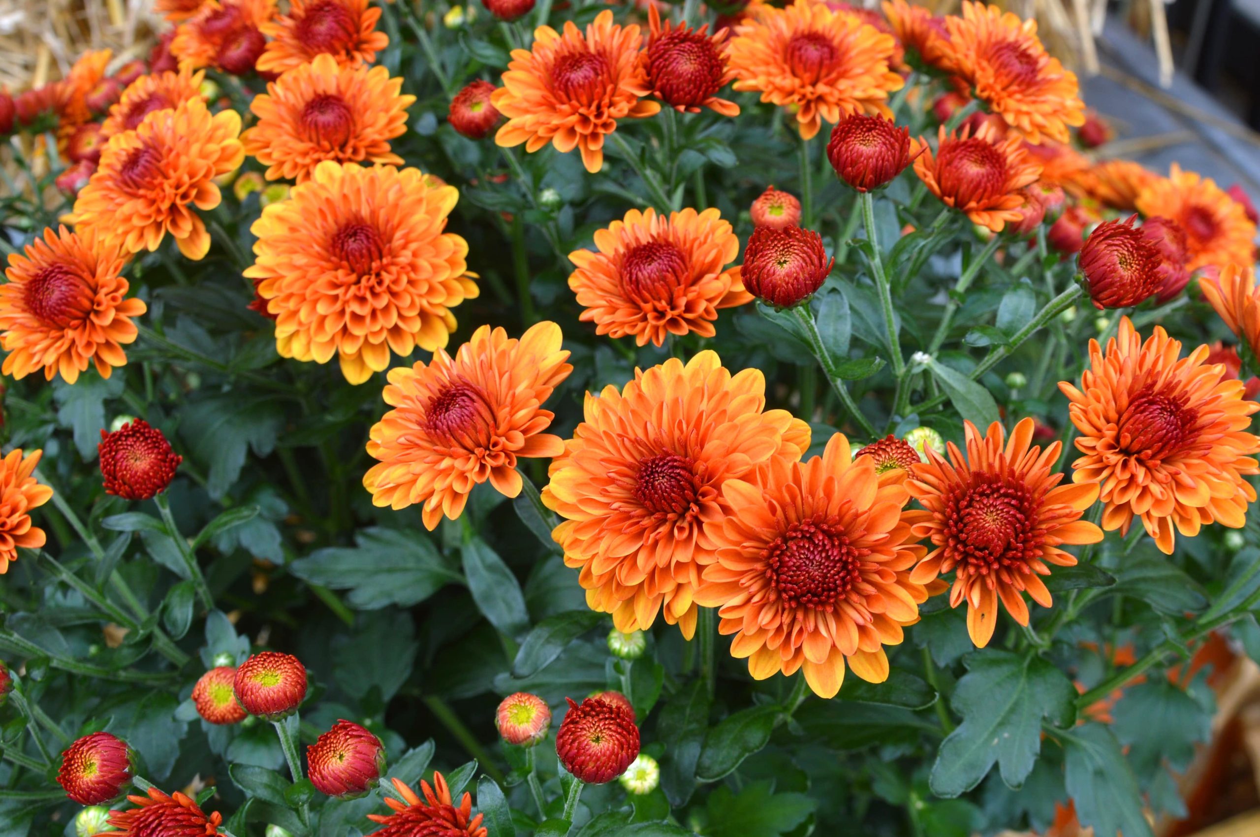 Orange, red & yellow colored Garden Mums.