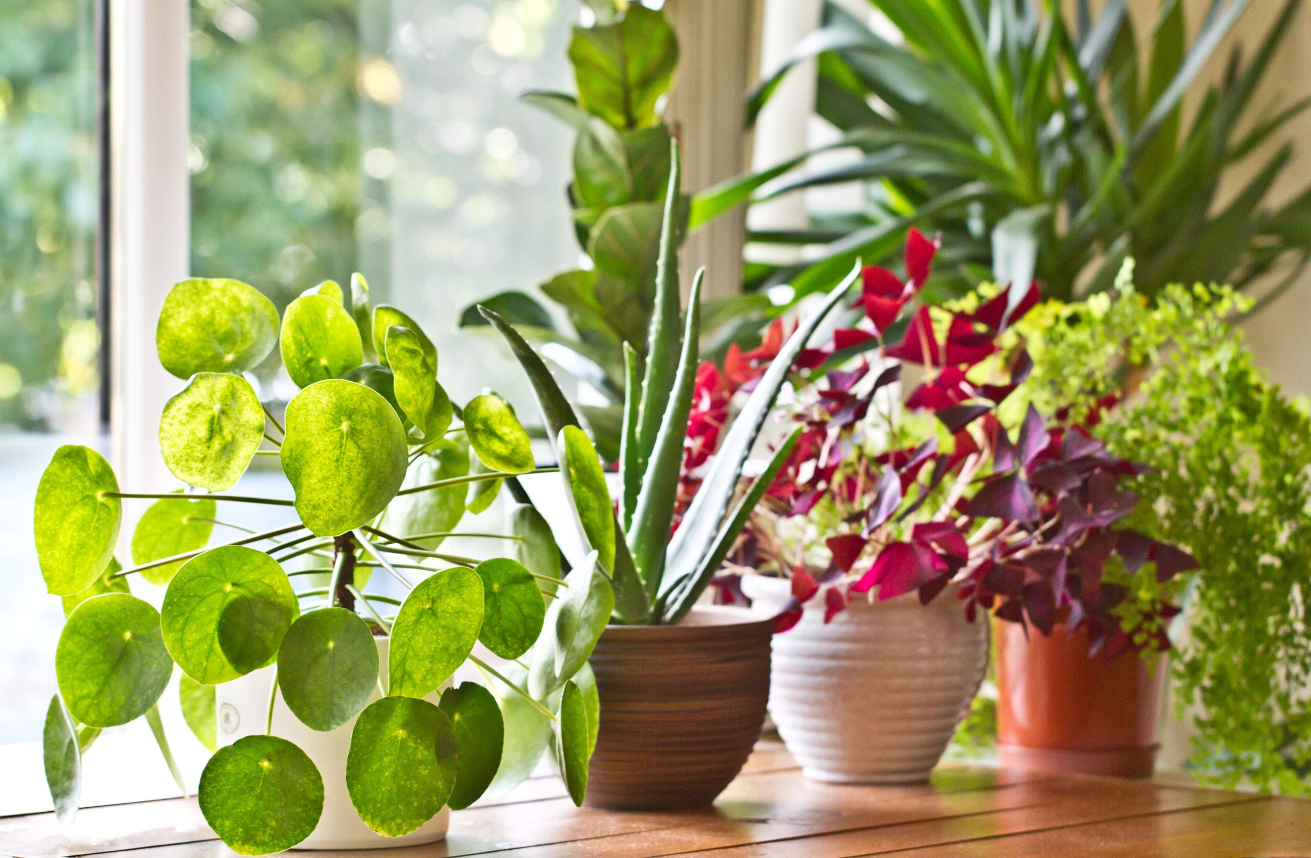 Indoor houseplants in direct sunlight.