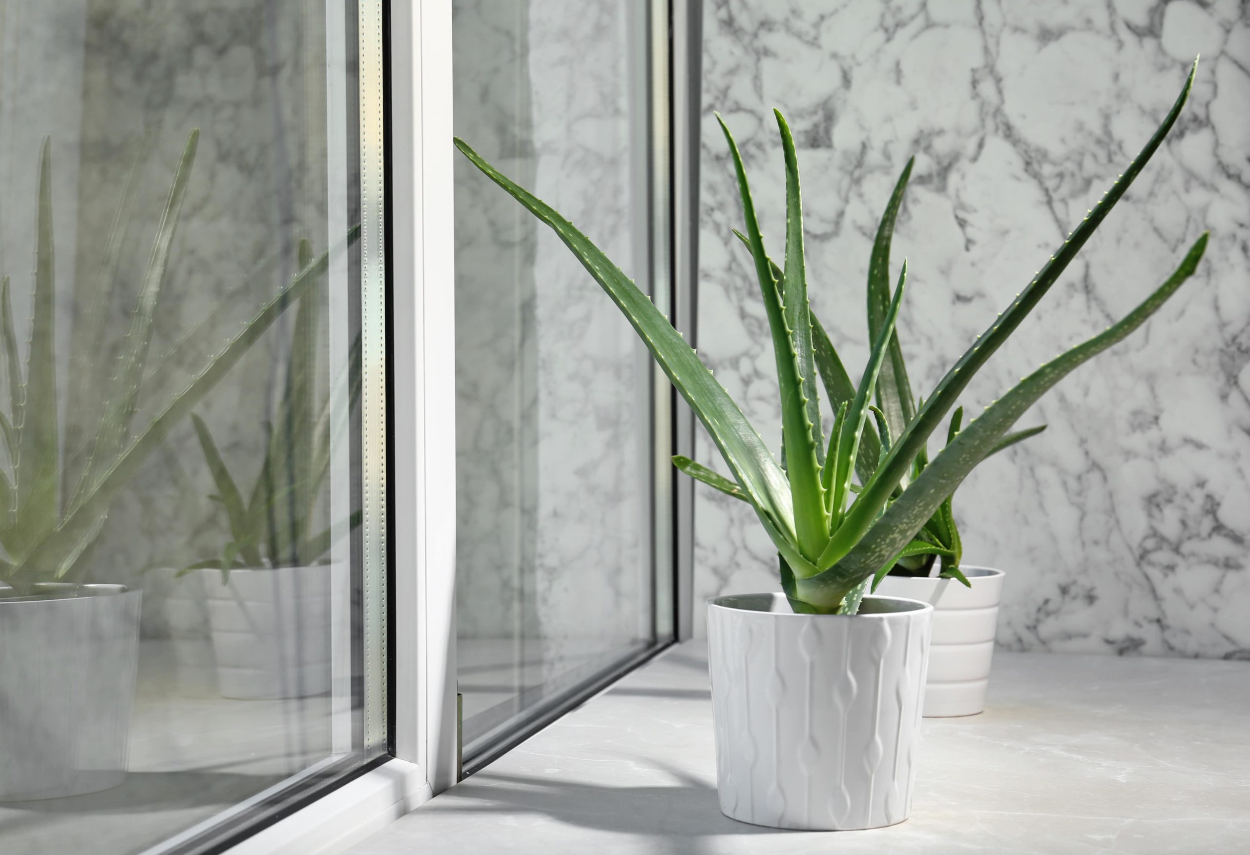 Aloe vera plants in white ceramic potting containers on a countertop in a space with a granite wall. 