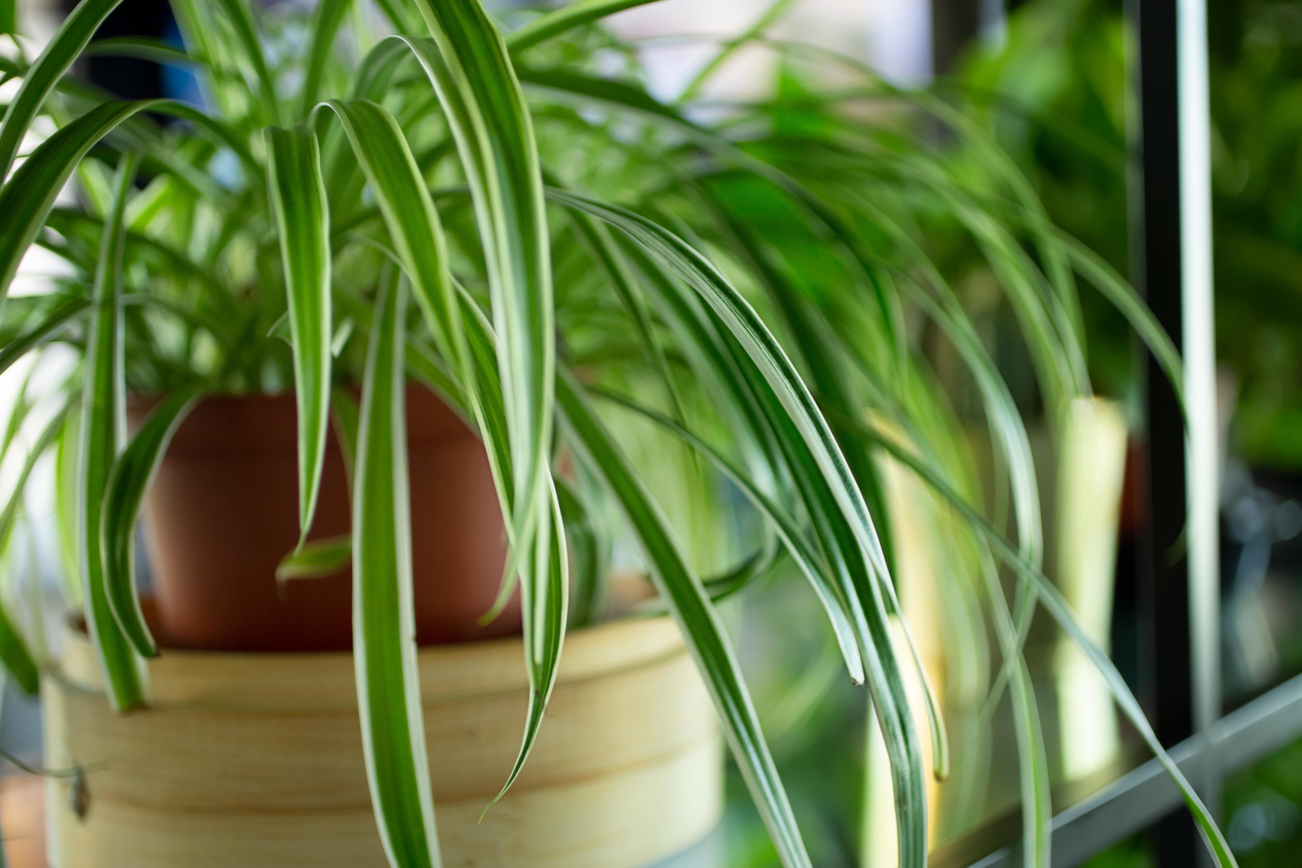 Spider Plant inside of a terracotta pot inside of a home.