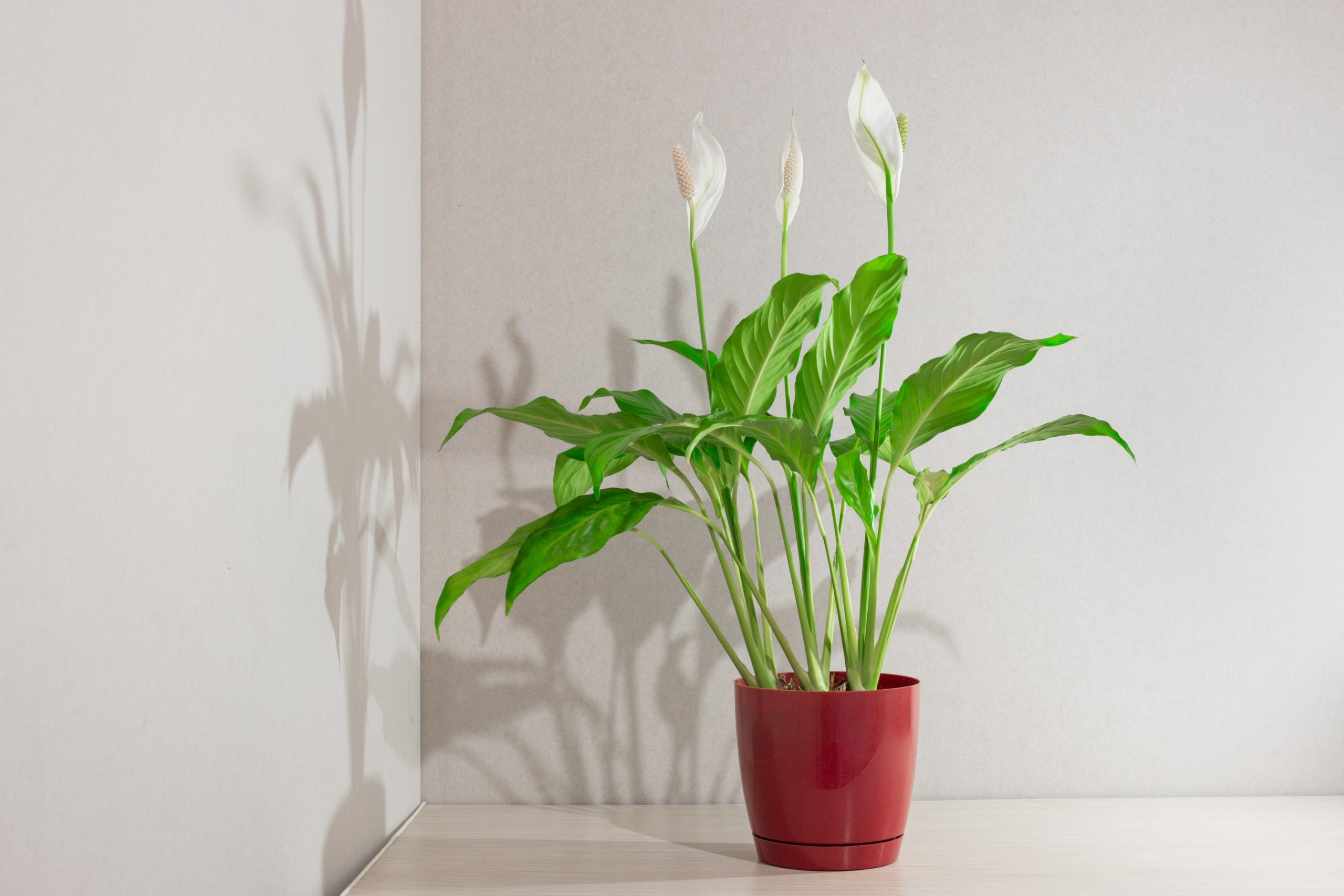 Peace Lily in a plastic red pot on a white table in a white room. 