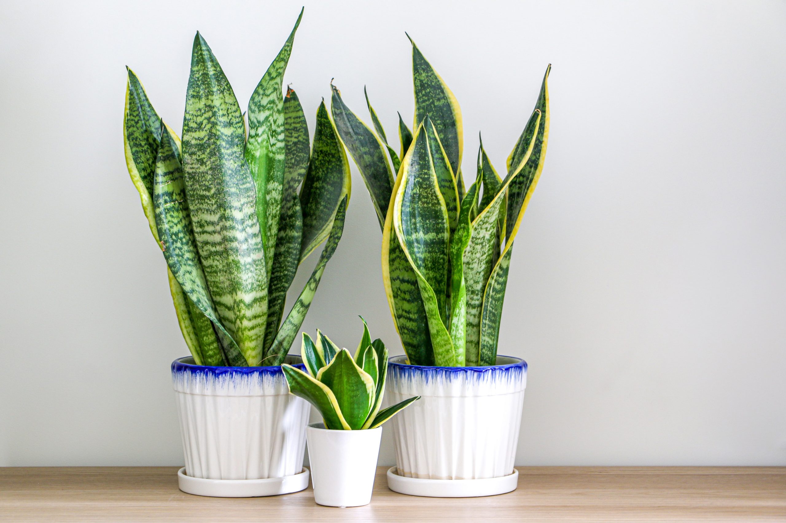 Three snake plants on a wooden table in white ceramic pots with a blue glaze on top. 