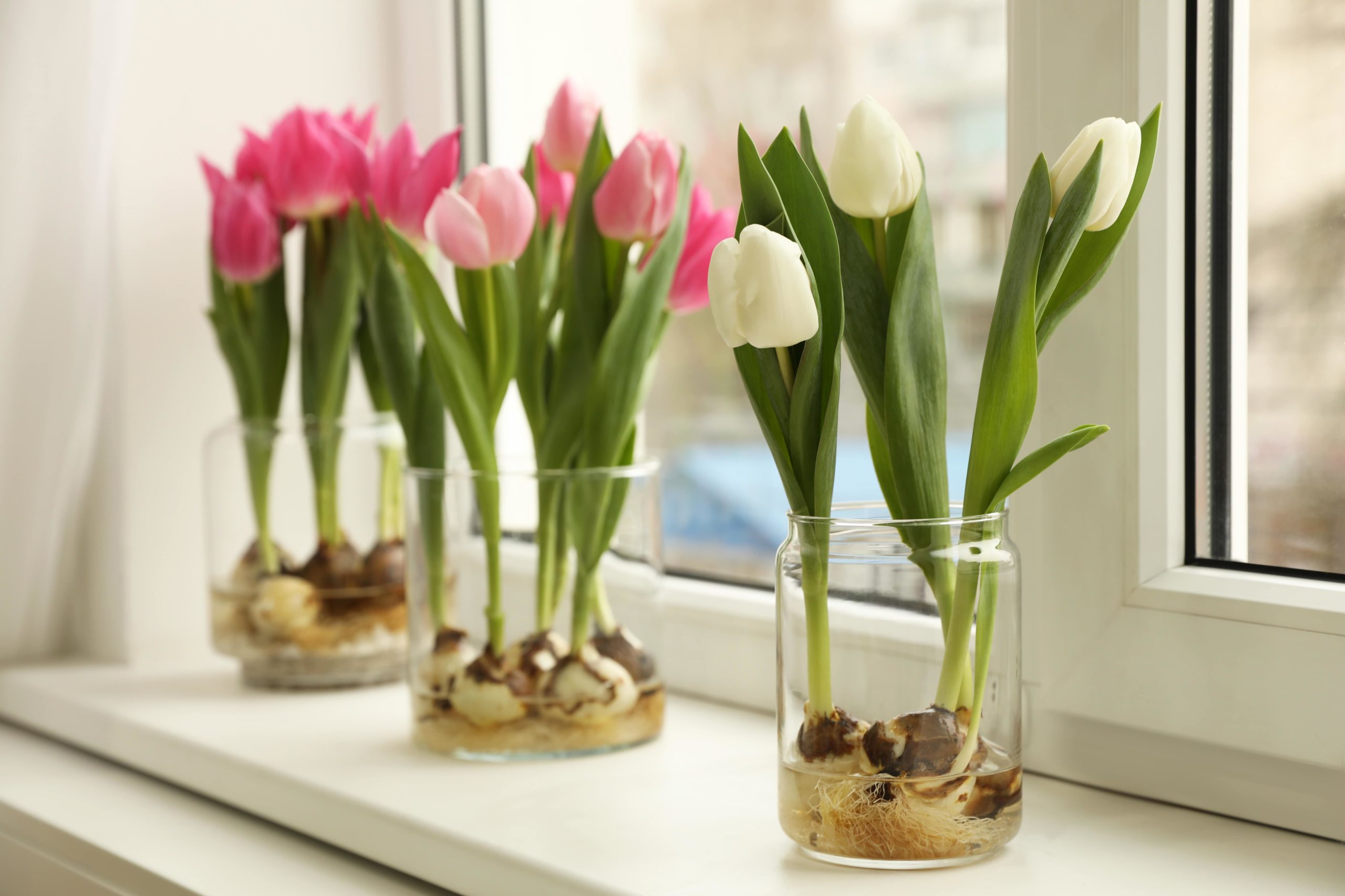 Indoor tulip bulb plants
