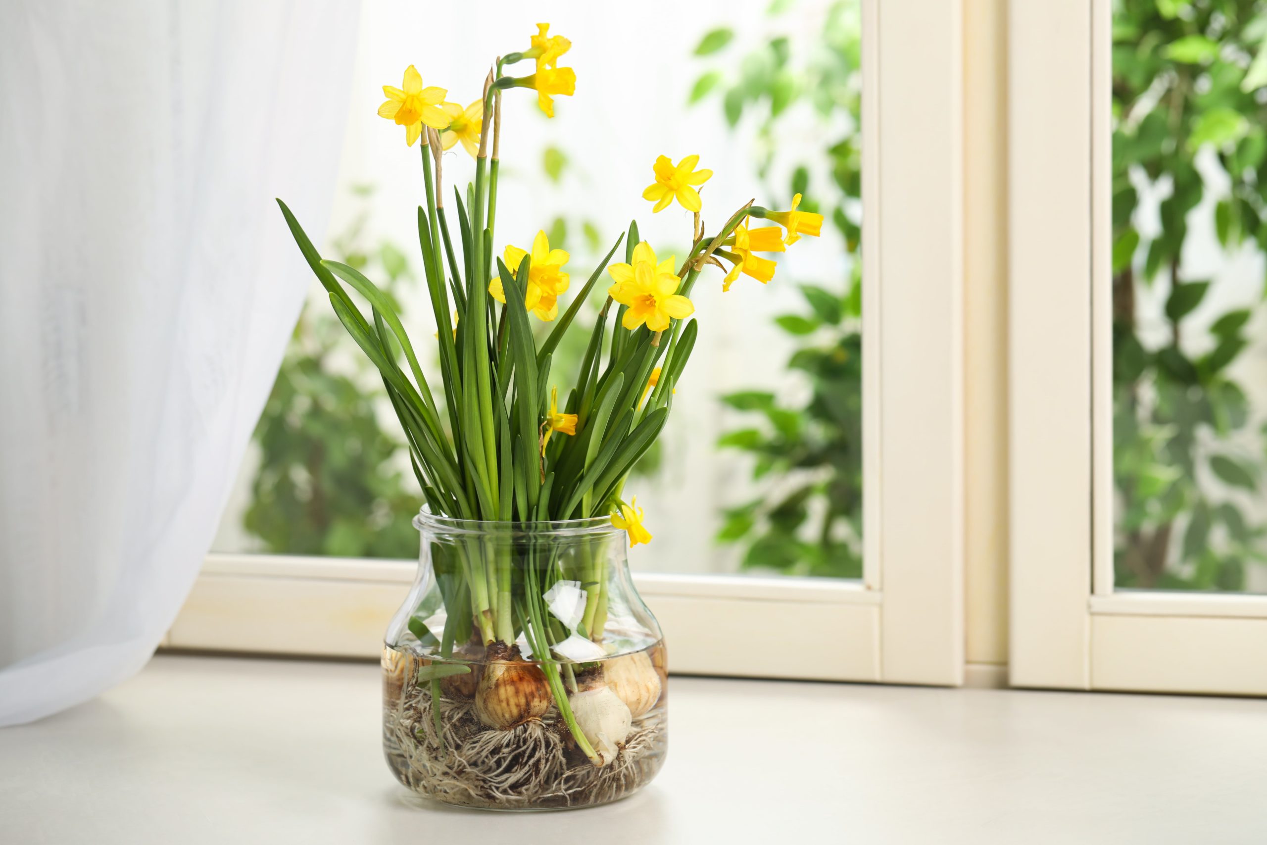 Indoor daffodil bulb plants
