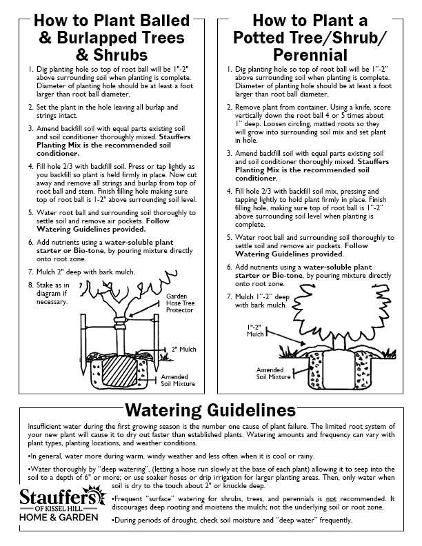 How to plant balled and burlapped trees and shrubs,. How to plant a potted tree, shrub or perennial and watering guidelines.