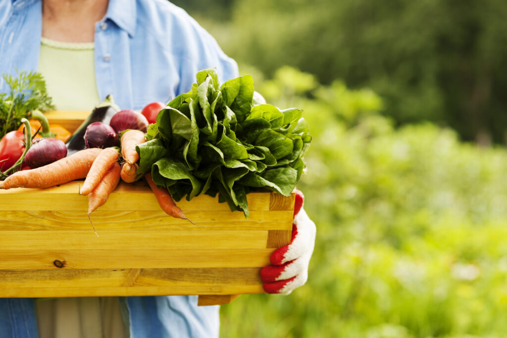 The Ultimate Guide to Starting a Vegetable Garden