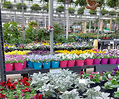 Early Spring Greenhouse