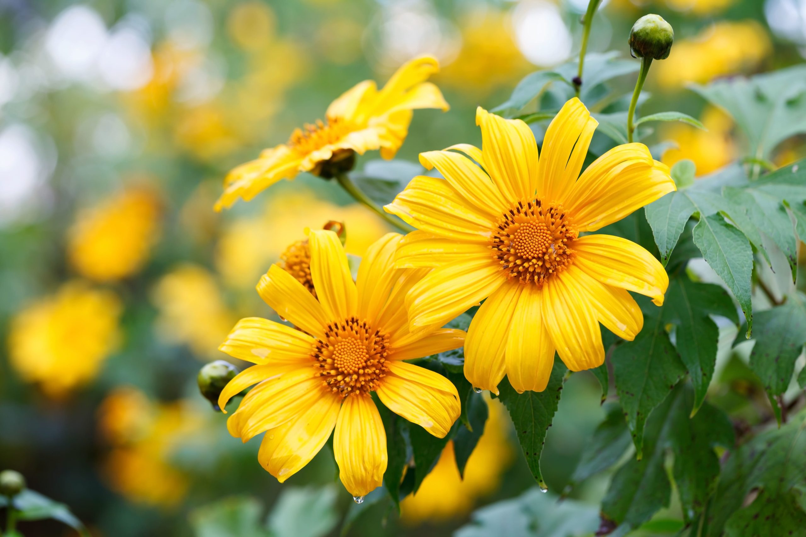 Mexican sunflowers
