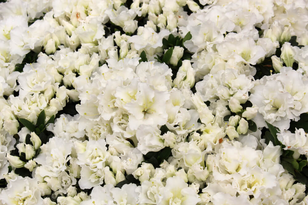 White bloom-a-thon azaleas in bloom