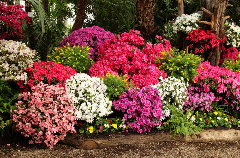 Guide To Azaleas: From Planting To Pruning