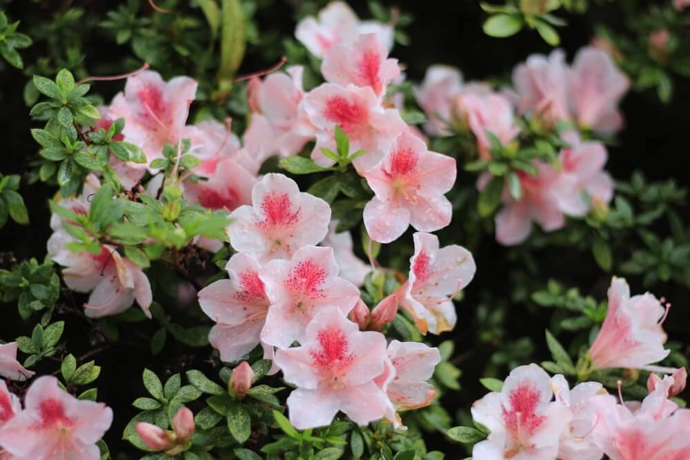 white azaleas in bloom