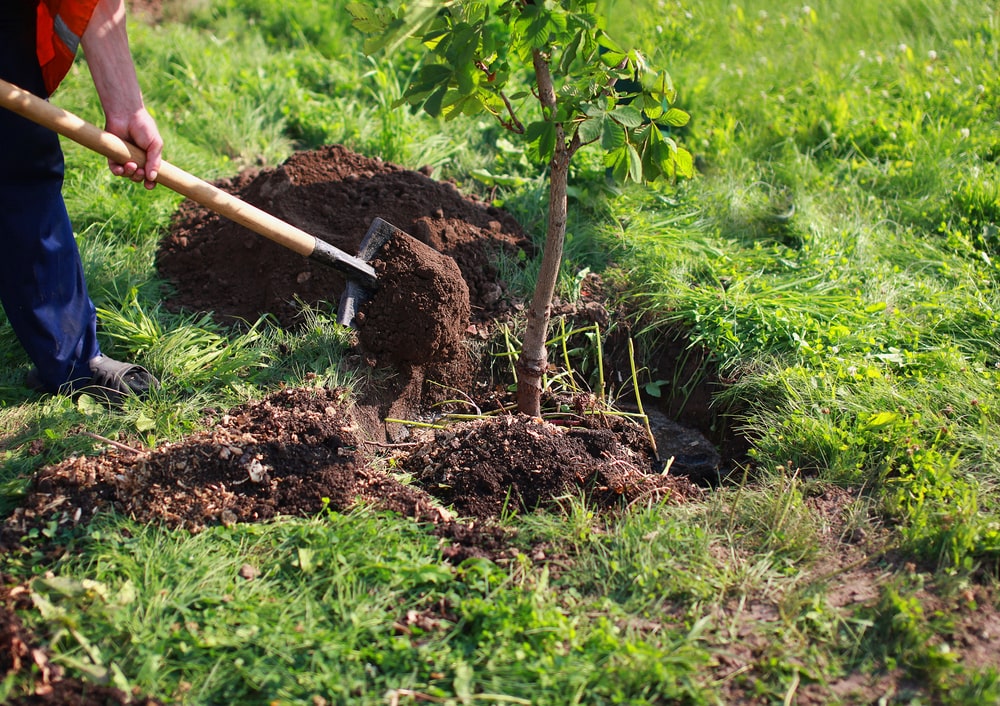 A man shovels soil mixture into the hole surrounding a recently planted tree.