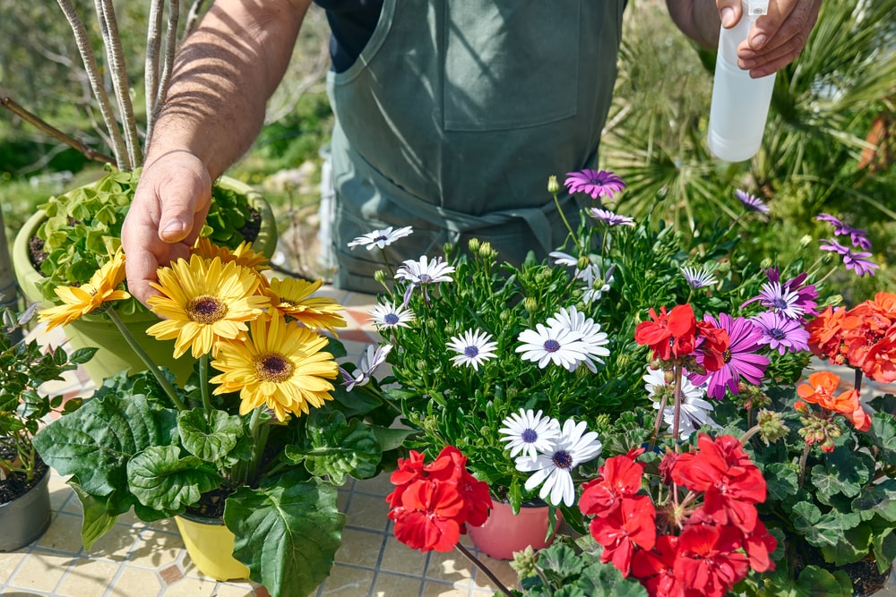 A gardener demonstrating good Gerbera daisy care by watering their Gerbera daisies.