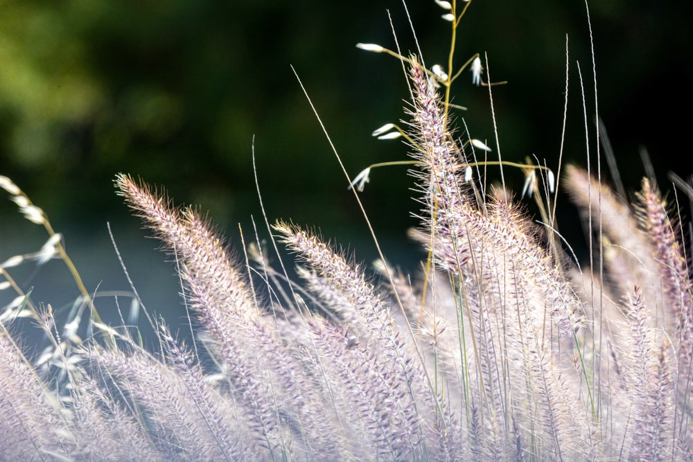 Feather reed grass, a common type of ornamental grass.