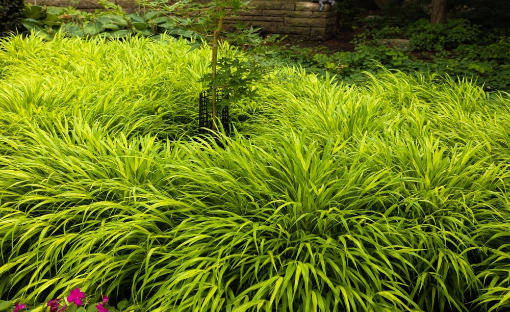 A garden of Japanese Forest Grass.