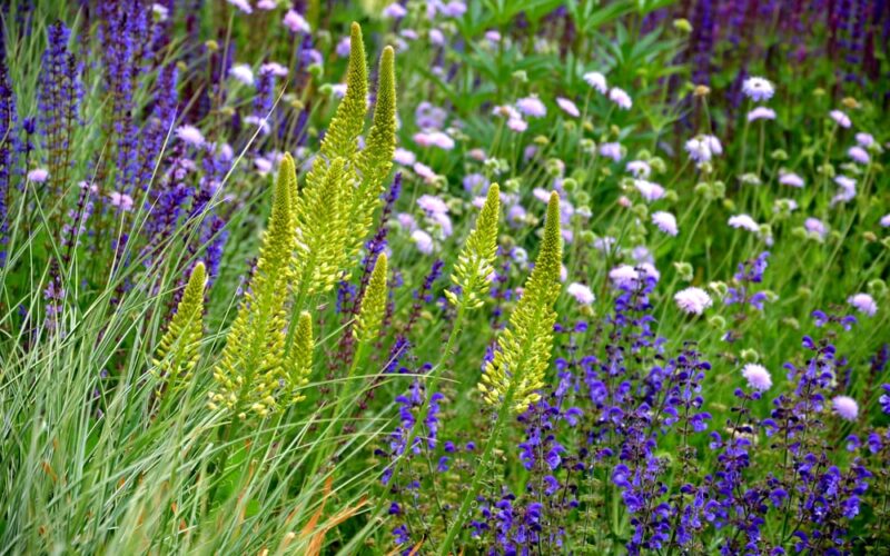 Types of perennial grasses in a meadow.