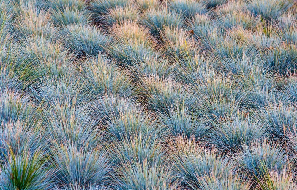 A field of blue fescue, another one of the most common types of perennial grasses.
