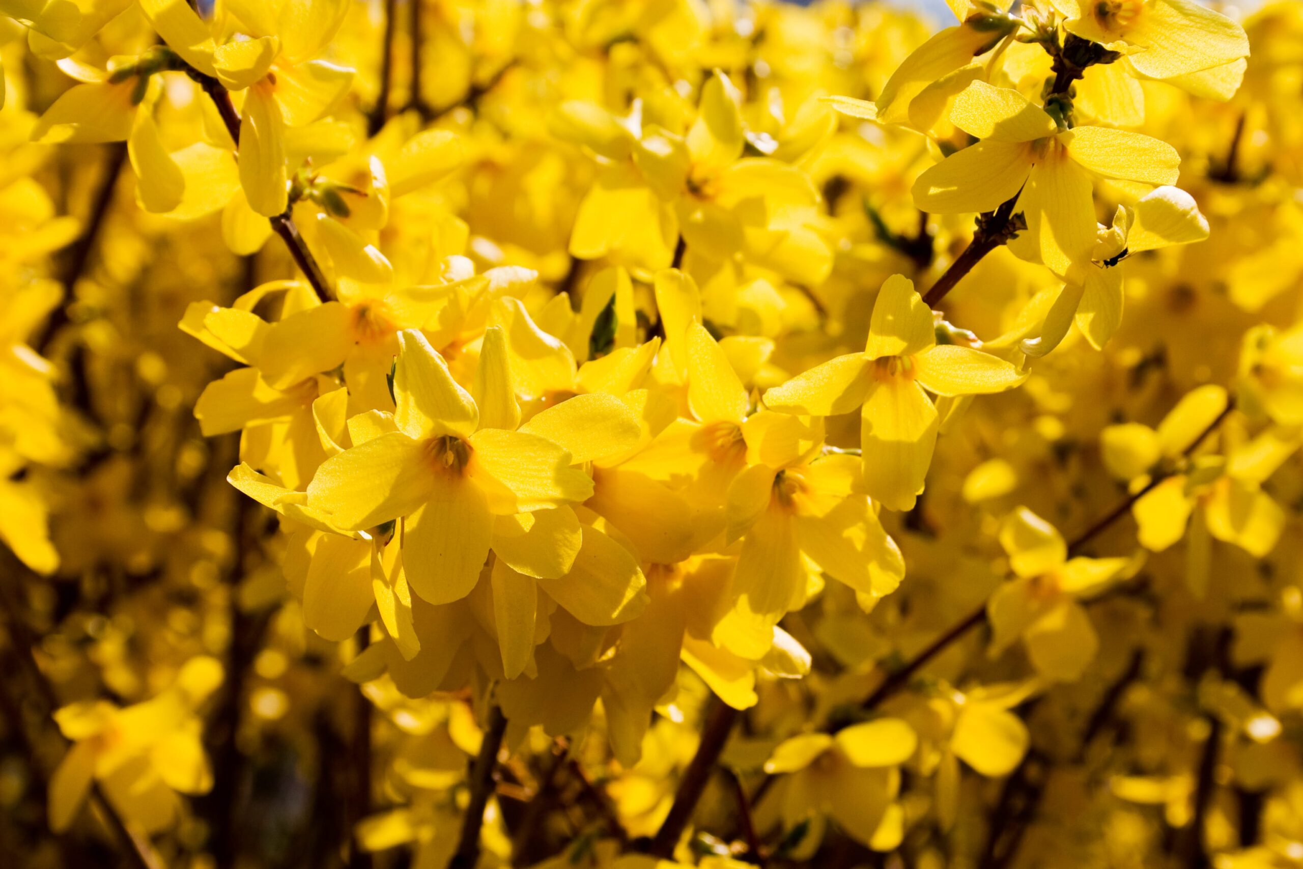 Желтые кусты весной как называются. Форзиция. Куст форзиция. Желтый куст форзиция. Кустарник с желтыми цветами форзиция.