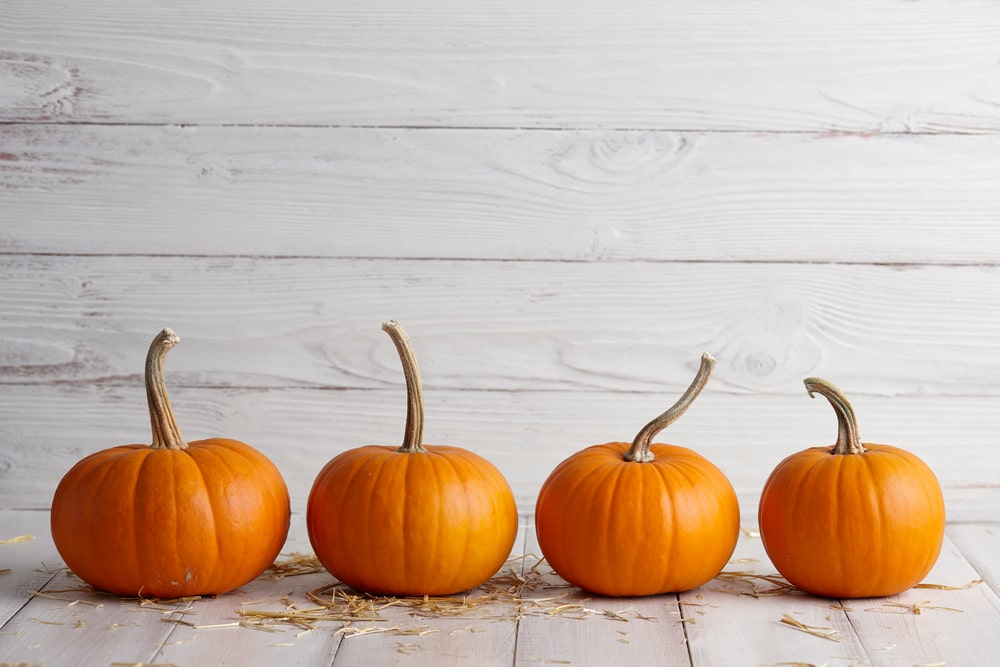 Four pumpkins lined up against a wooden background
