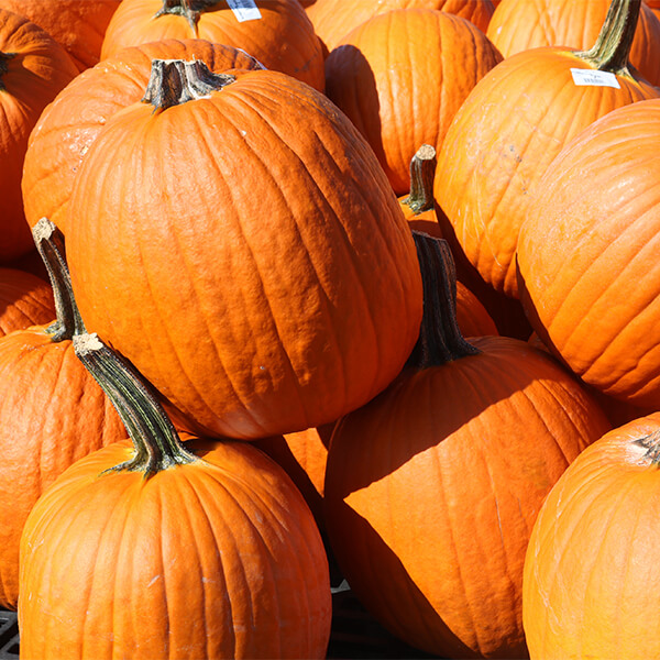 pile of large pumpkins