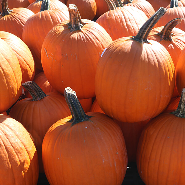 pile of medium pumpkins