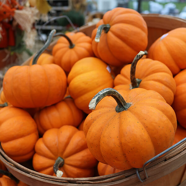 Mini Pumpkins SKH