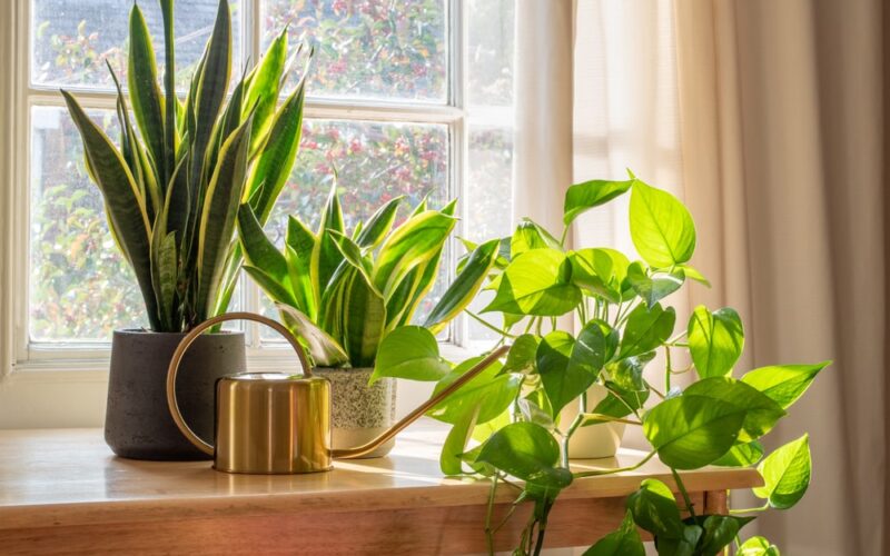 A couple of houseplants on a table next to a sunlit window.