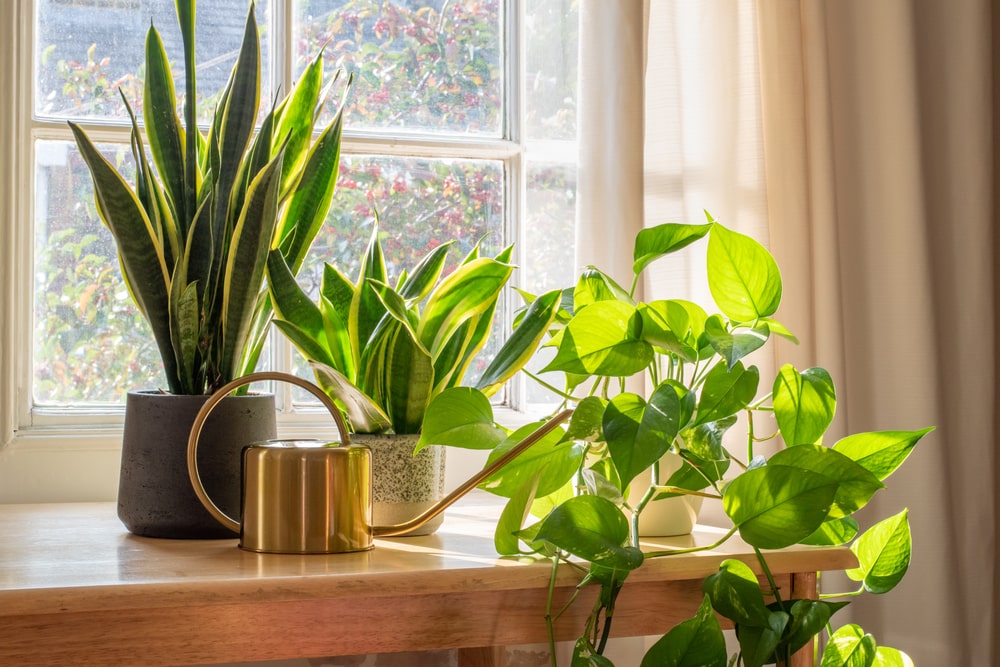 A couple of houseplants on a table next to a sunlit window.
