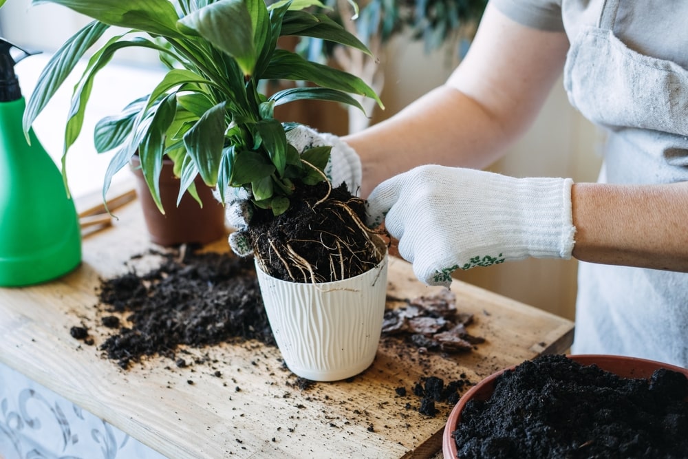 A woman transplanting a small houseplant from a white pot