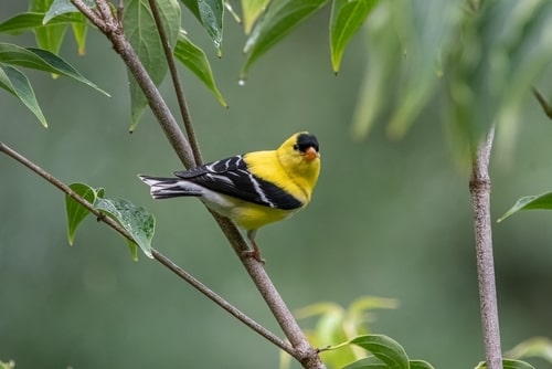 An American Goldfinch perched on a tree branch.