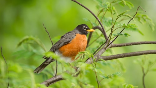 An American Robin sitting in a branch.