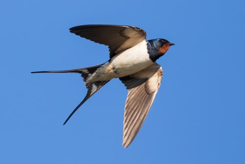 A Barn Swallow flying in the sky.